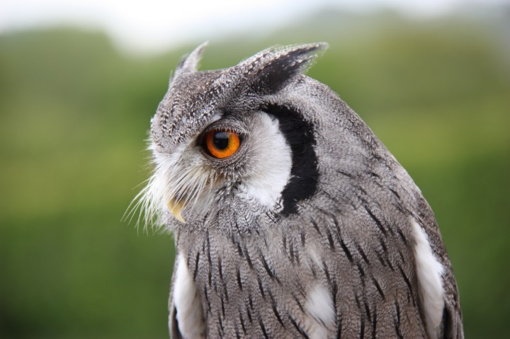 Owl encounter in the Cotswolds